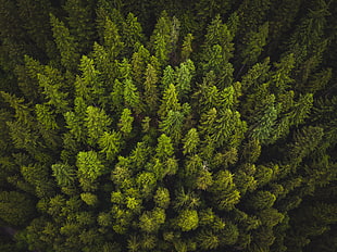 green pine trees, Trees, Top view, Green