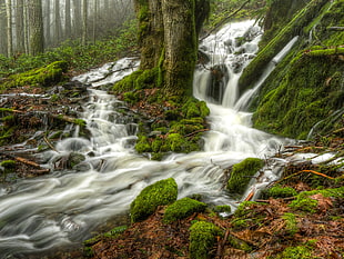 Trees in between body of water painting, broad, maple trees, salt spring island, canada