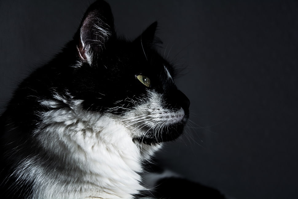long-fur black and white cat HD wallpaper