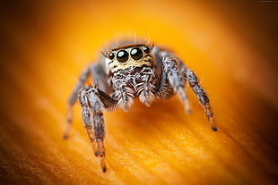 black and gray Spider on orange textile
