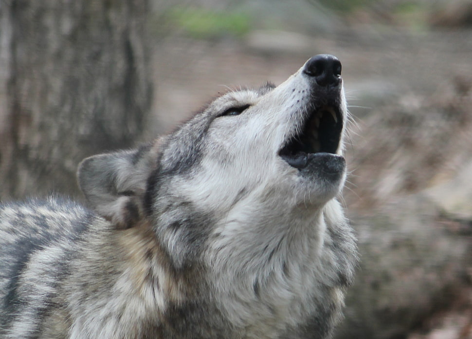 white and brown Wolf in closeup photography HD wallpaper