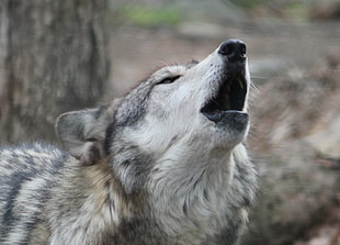 white and brown Wolf in closeup photography