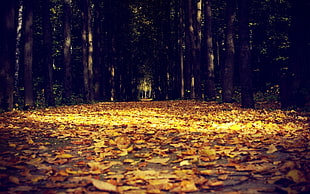 dried leaves on ground between trees HD wallpaper
