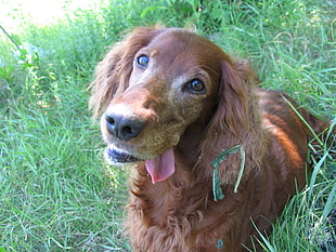 dark English Cocker Spaniel puppy on grass field at daytime HD wallpaper