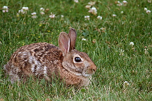 brown rabbitt