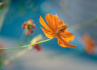 selective focus photo of orange Cosmos flower HD wallpaper