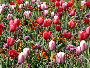 red and pink Tulips flower field