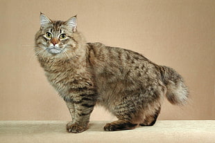 close up photo of brown Tabby cat