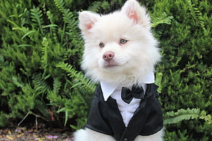 medium-coated white puppy, Dog, Tuxedo, Muzzle