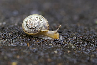 macro photography ofgray and beige snail on ground HD wallpaper