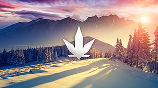 gray logo wallpaper, cannabis, sunset