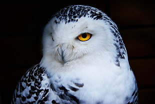 white and black owl during nighttime