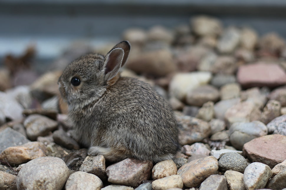 gray four legged animal on stone fragments, bunny HD wallpaper