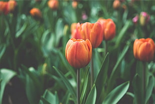 orange tulips flower, flowers