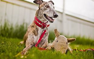 adult brindle Whippet sitting on green grass field beside gray plush toy close-up photo during daytime