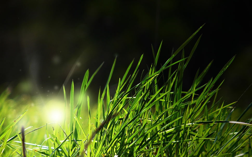 green grass HD wallpaper