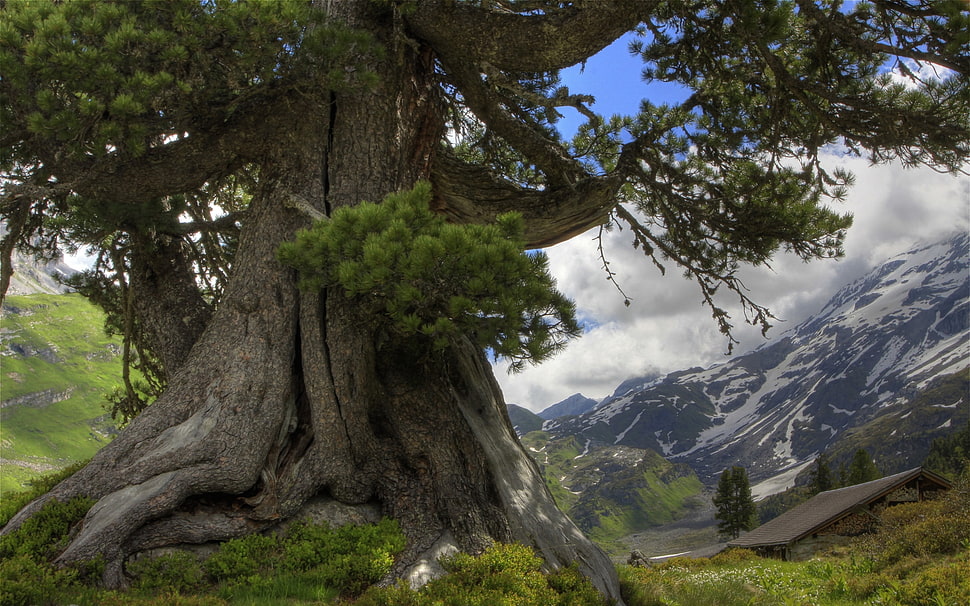 landscape view of tree and mountain HD wallpaper