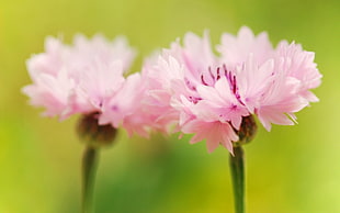 closeup photography of two pink petaled plants