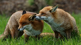 two red Foxes, chicken