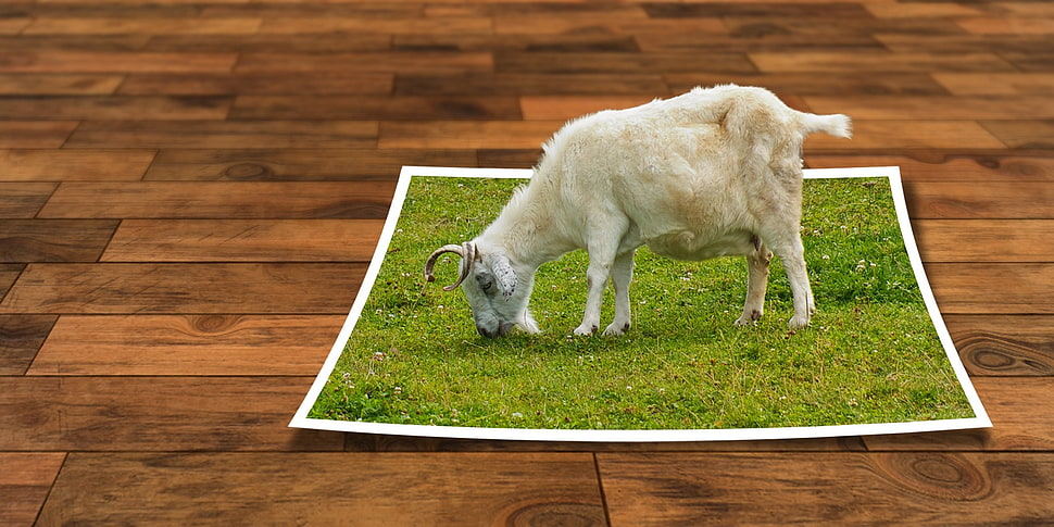 white sheep on green grass photo HD wallpaper