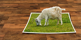 white sheep on green grass photo