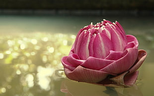 pink Water Lily flower in closeup photogra[hy