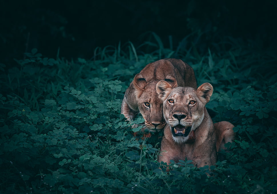 two brown lion paintings HD wallpaper