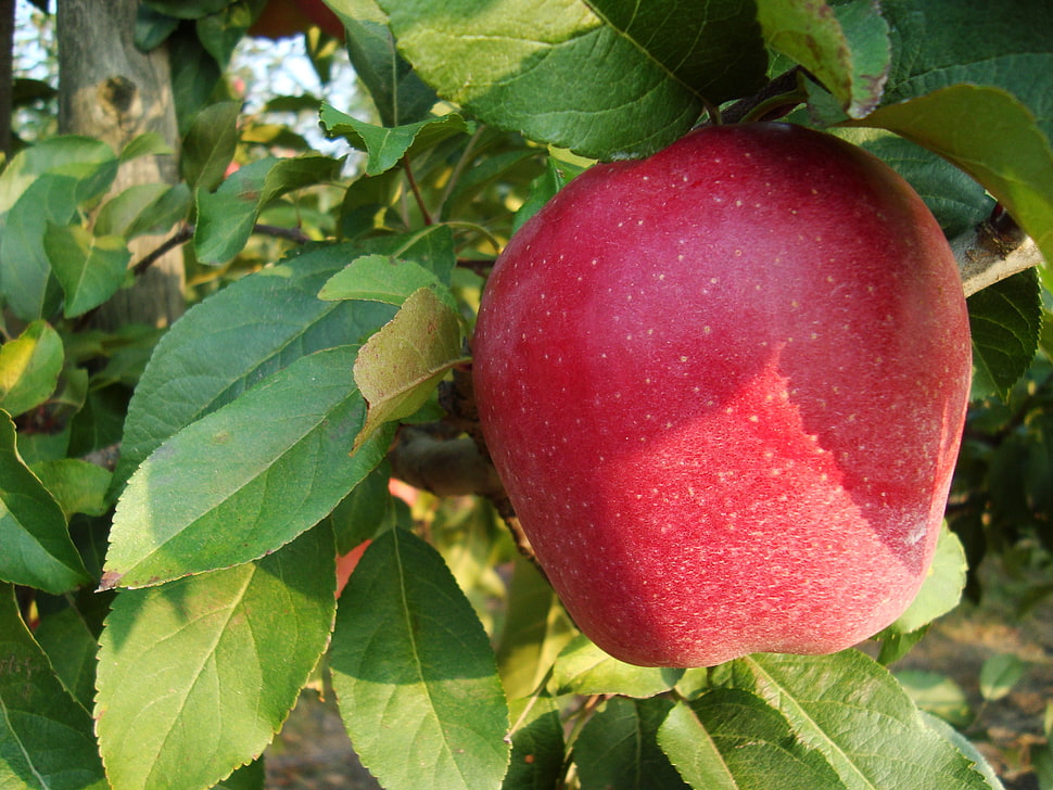 red and green leaf plant, apples, plants, fruit HD wallpaper