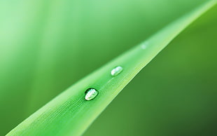selective focus photography of dewdrops on green leaf