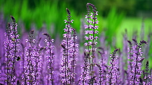 selective focus photography of purple lavander fields