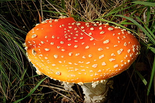 orange and white mushroom surrounded with tall grass
