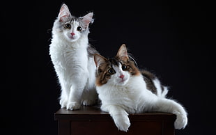 two white tabby cats