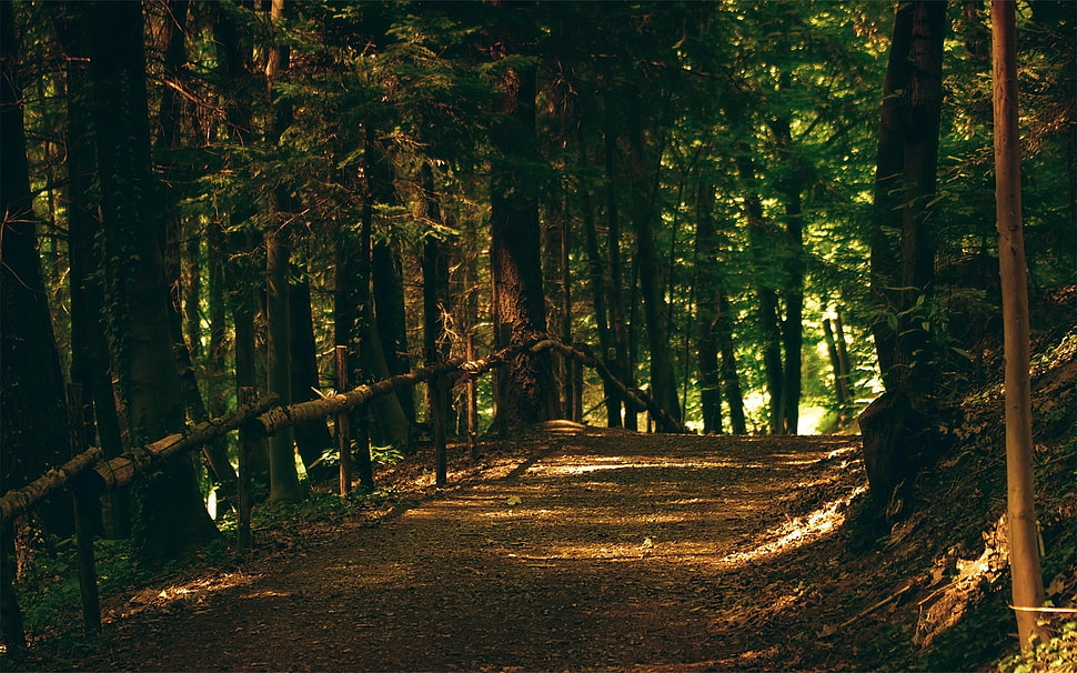 green and brown concrete house, nature, forest, trees, path HD wallpaper