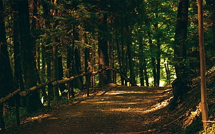 green and brown concrete house, nature, forest, trees, path