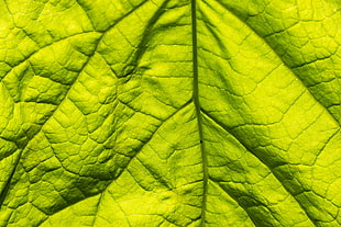 green leafed plant, bug