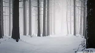 snow covered forest, snow, wood, minimalism HD wallpaper