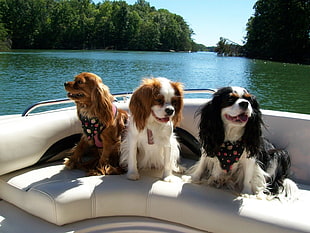 three small size long-coated dogs in boat during daytime