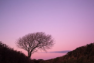 silhouette of dead tree during sunset