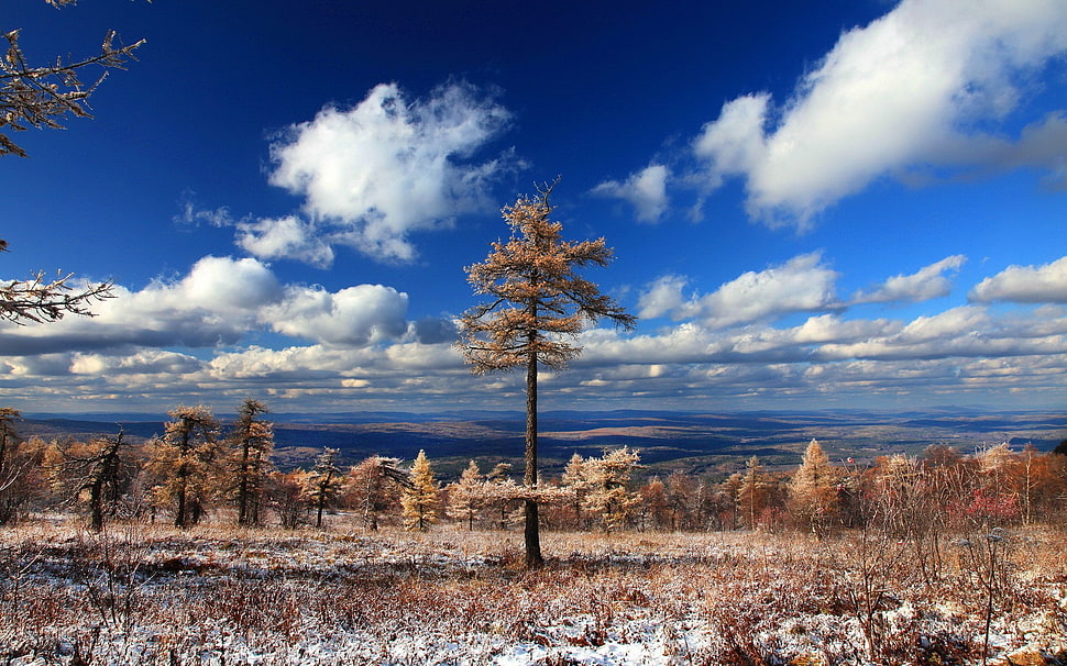 brown leafed tree, nature, landscape, trees, clouds HD wallpaper