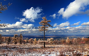 brown leafed tree, nature, landscape, trees, clouds