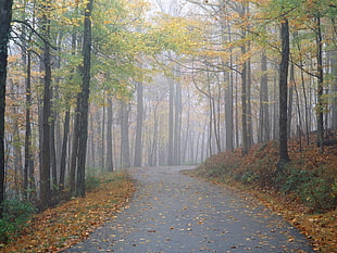 pathway inside forest with fogs HD wallpaper