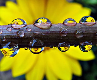 selective focus photography of water droplets on branch, gazania, dandelion