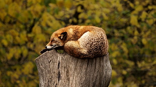 brown fox on brown tree log during daytime