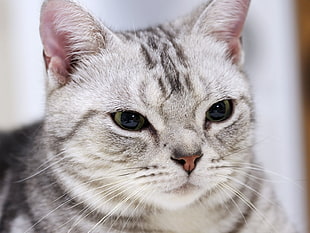 close up photo of silver Tabby cat