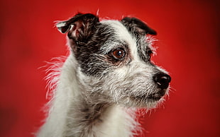 close up photography of short-coated white and black Parson Russell Terrier