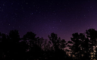 silhouette of trees, stars, night, landscape, starry night