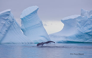 iceberg and whale, nature, ice, landscape, animals