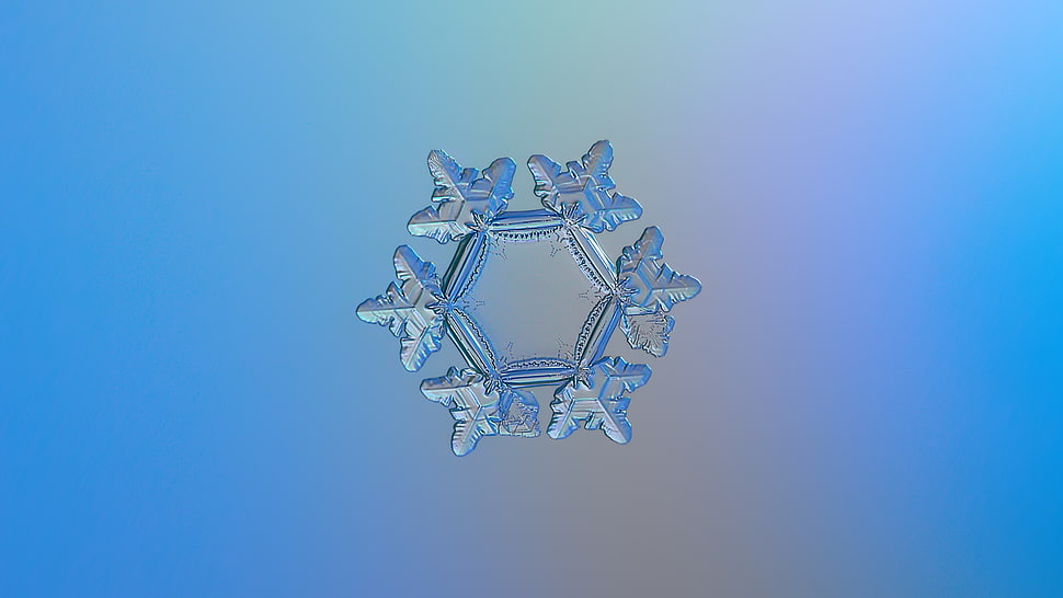 gray 6-lobed snow flake, sunflower HD wallpaper