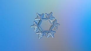 gray 6-lobed snow flake, sunflower