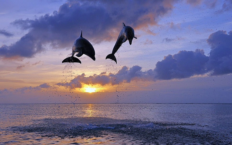 two gray dolphins, nature HD wallpaper